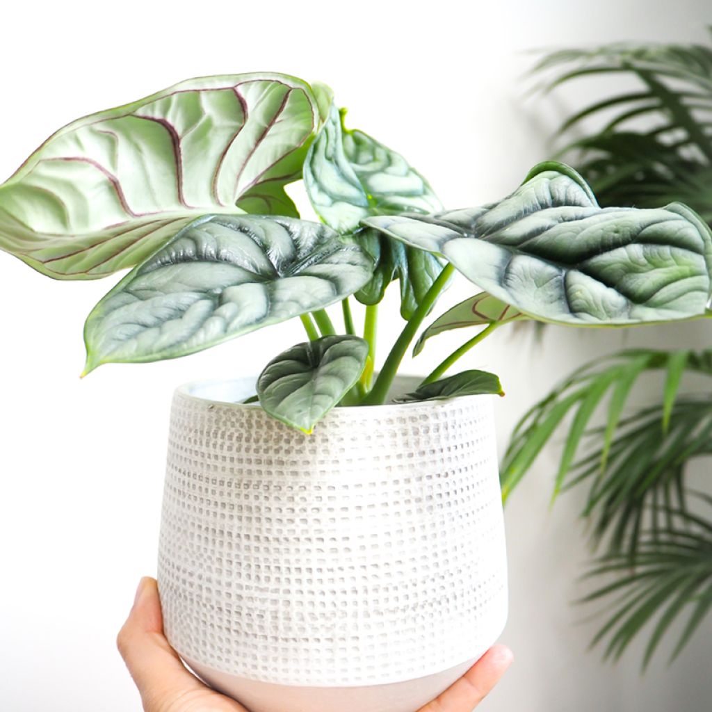 Alocasia Silver Dragon - Orecchie d'Elefante