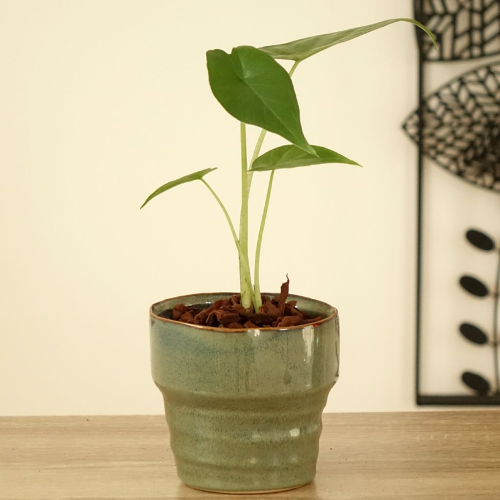 Alocasia Sumo - Orecchie d'Elefante