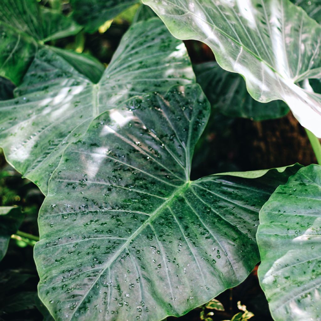Alocasia Sumo - Orecchie d'Elefante