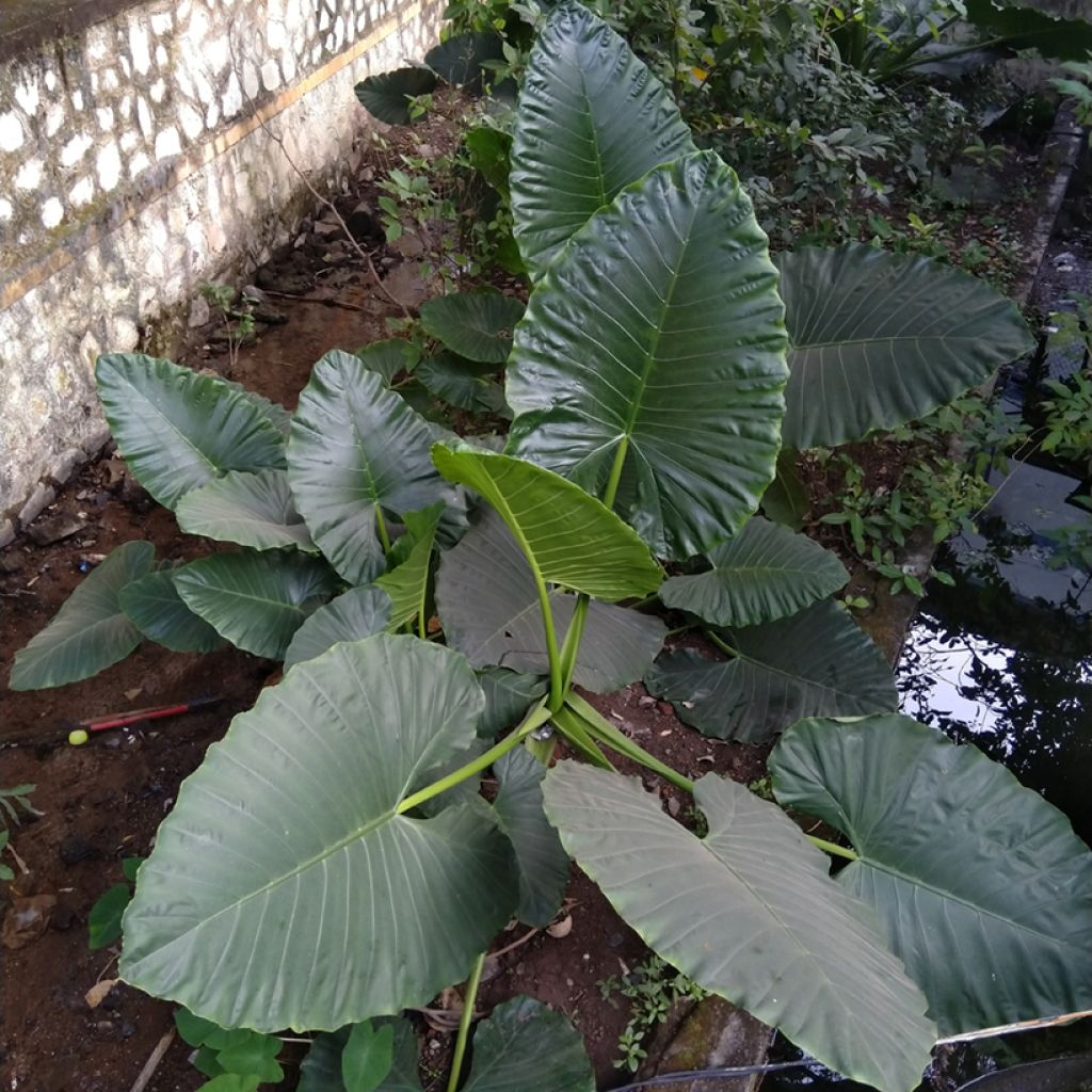 Alocasia Sumo - Orecchie d'Elefante