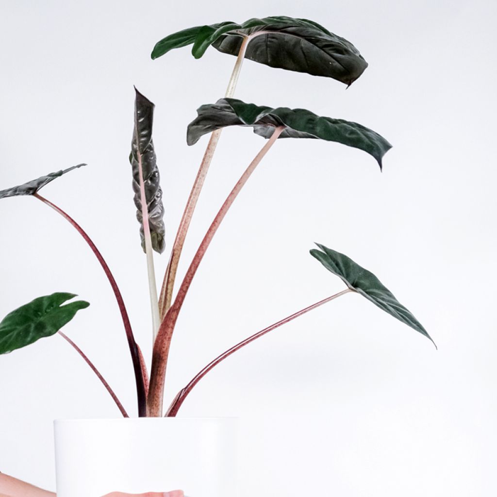 Alocasia Yucatan Princess - Orecchie d'Elefante