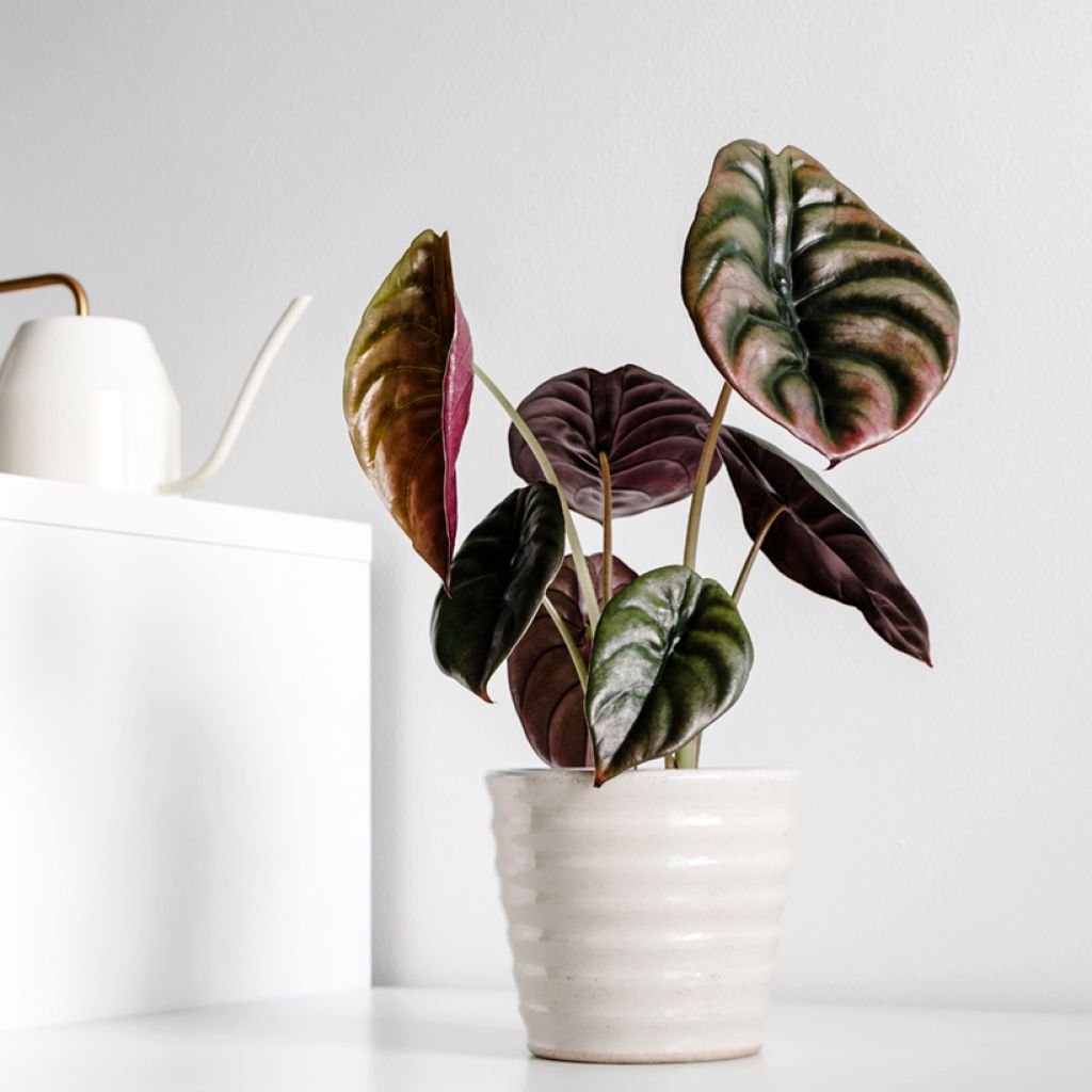 Alocasia cuprea Red - Orecchie d'Elefante