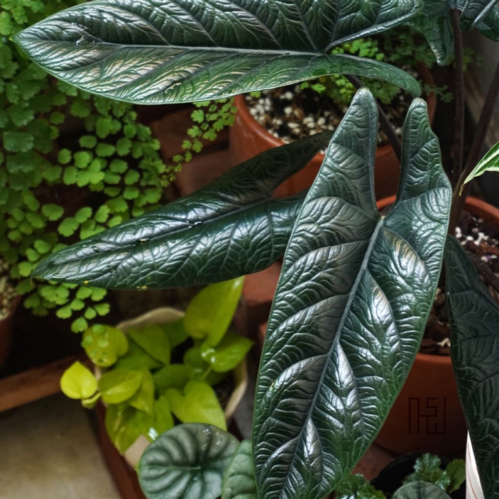 Alocasia scalprum - Orecchie d'Elefante