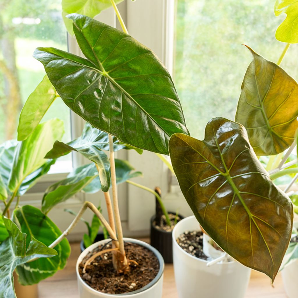Alocasia wentii - Orecchie d'Elefante