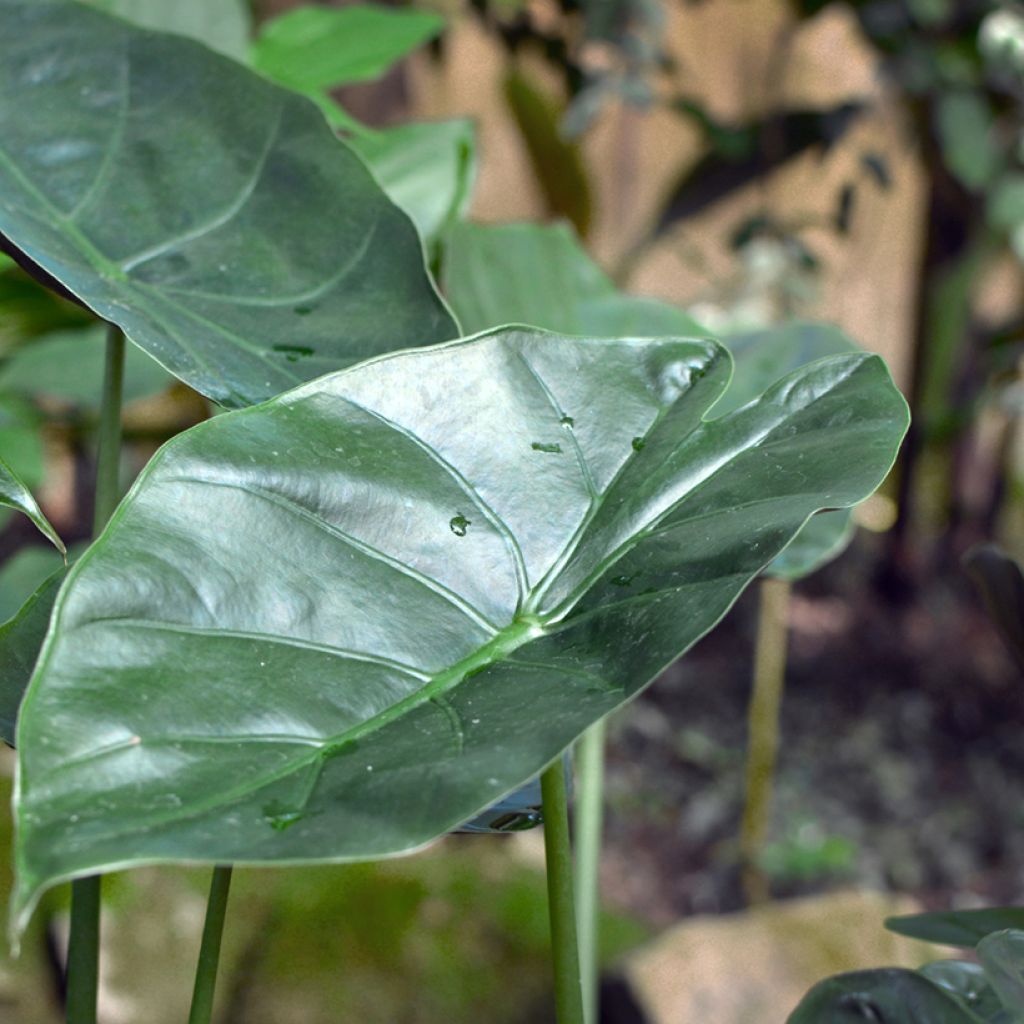 Alocasia wentii - Orecchie d'Elefante