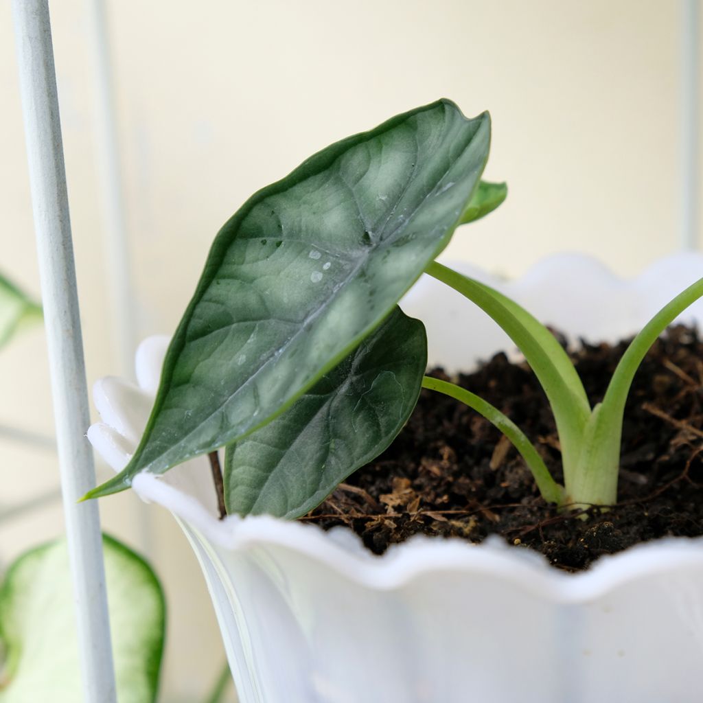 Alocasia Dewey's Reversa - Orecchie d'Elefante