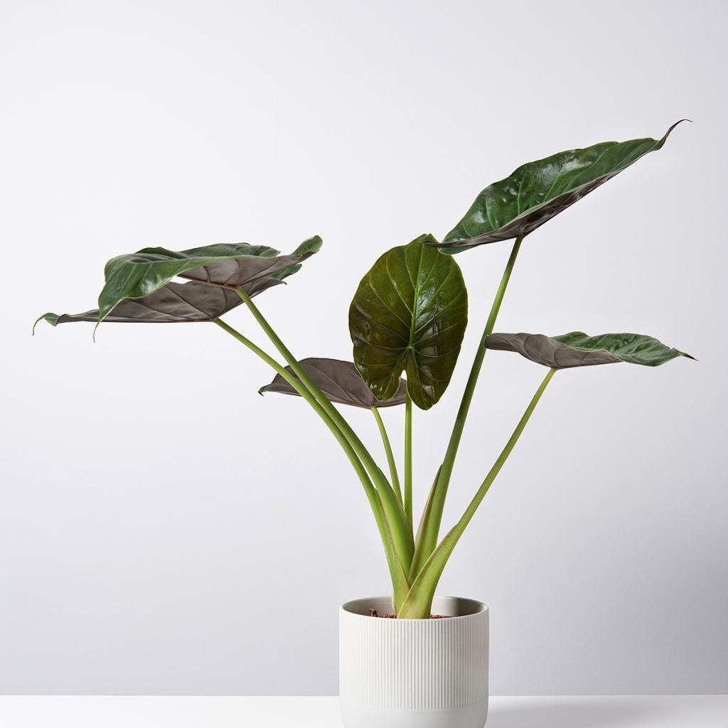Alocasia Williams hybrid - Orecchie d'Elefante