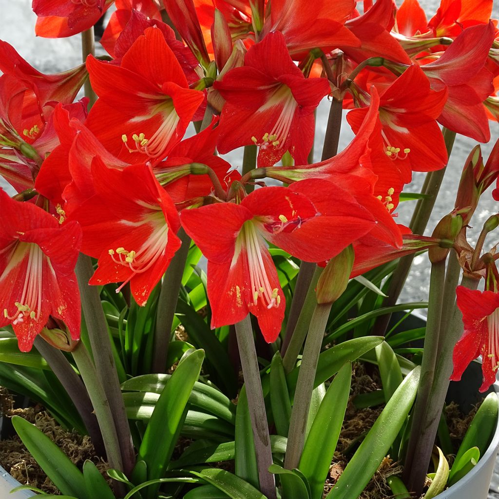 Amaryllis pluriflore Striped Garden - Hippeastrum