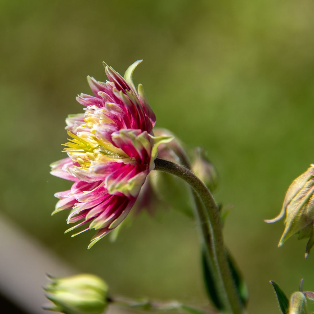 Aquilegia vulgaris Nora Barlow