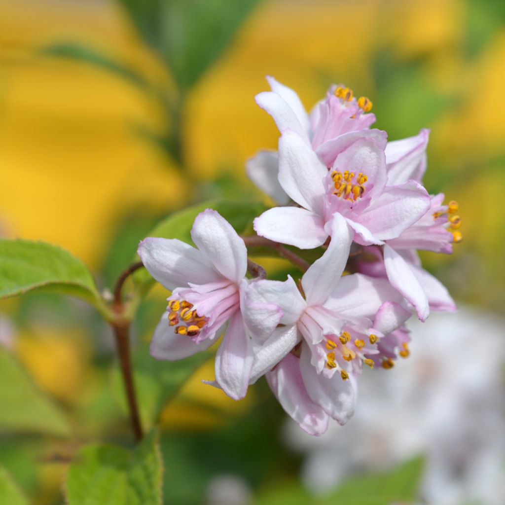 Anemone Mont Rose - Anemone giapponese