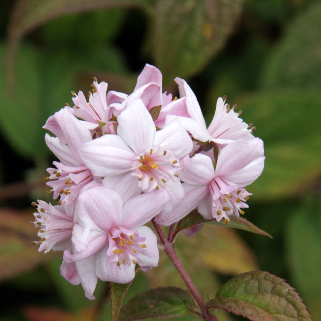 Anemone Mont Rose - Anemone giapponese
