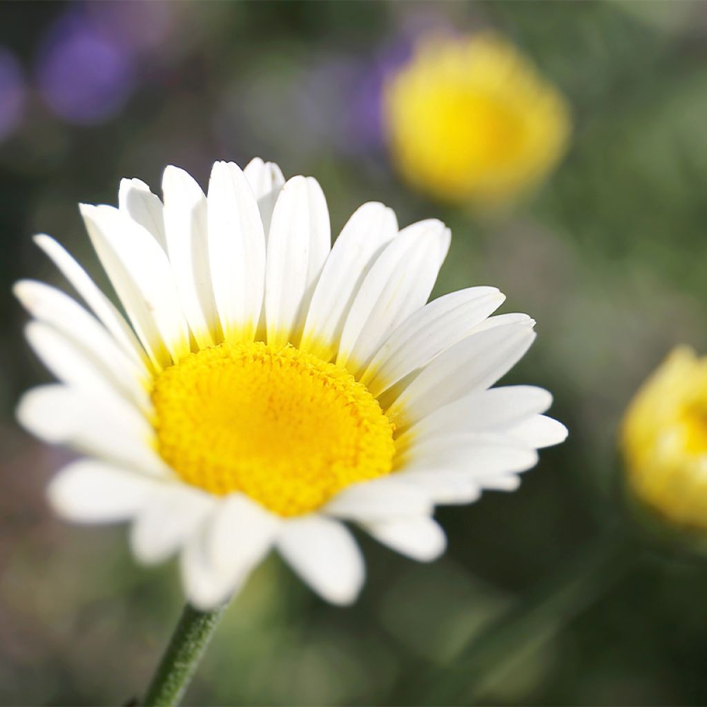 Anthemis tinctoria Sauce Hollandaise - Camomilla dei tintori
