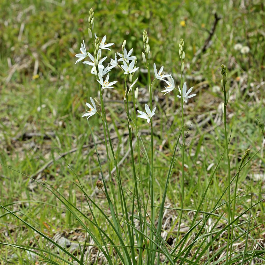 Anthericum liliago - Lilioasfodelo maggiore