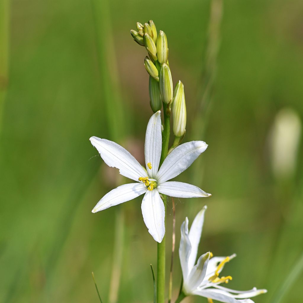 Anthericum liliago - Lilioasfodelo maggiore