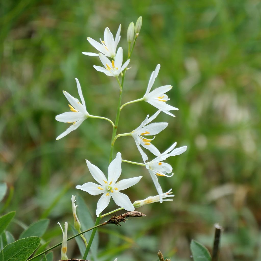 Anthericum liliago - Lilioasfodelo maggiore