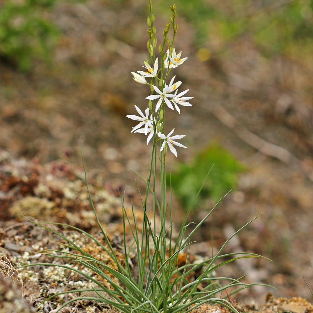 Anthericum liliago - Lilioasfodelo maggiore