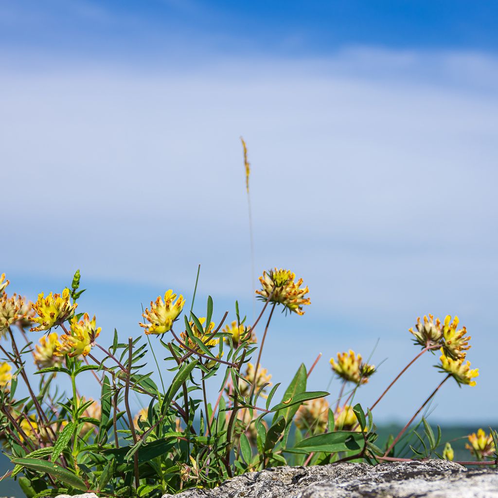 Anthyllis vulneraria - Vulneraria comune