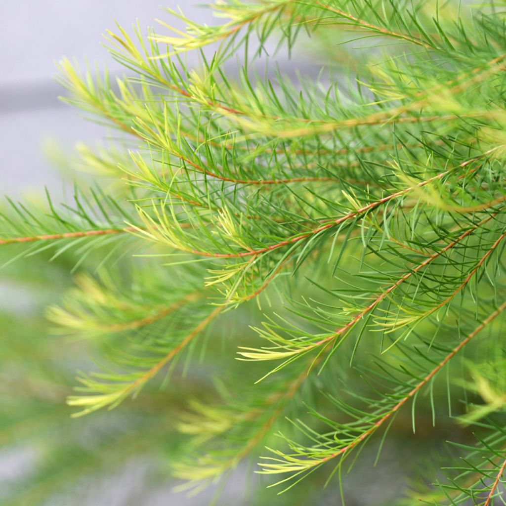 Melaleuca alternifolia - Albero del tè