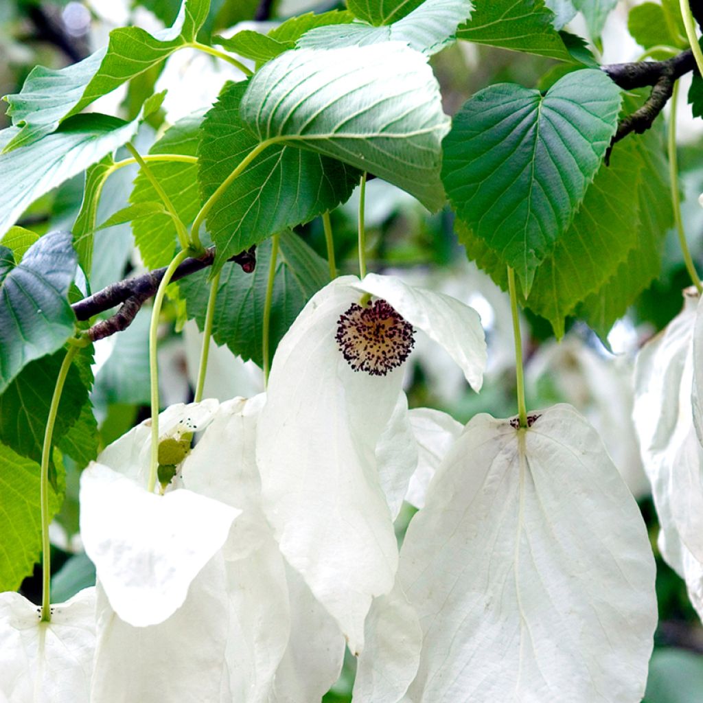Davidia involucrata - Albero dei fazzoletti