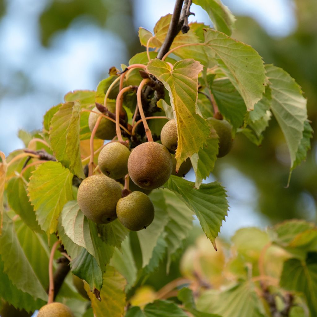 Davidia involucrata - Albero dei fazzoletti