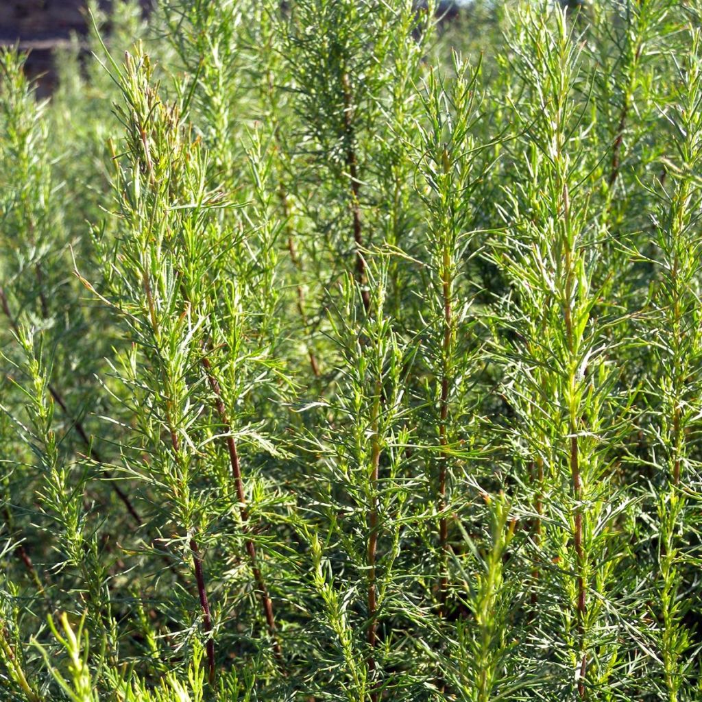 Artemisia abrotanum var. maritima Maritima - Abrotano