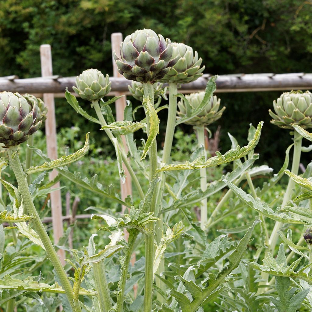 Carciofo Verde di Laon (semi)