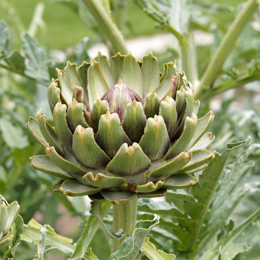 Carciofo Verde di Laon (semi)