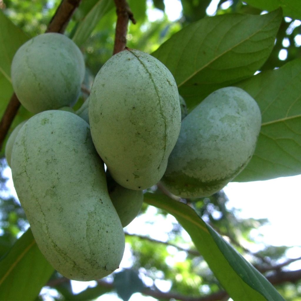 Asimina triloba Overlese - Asimina