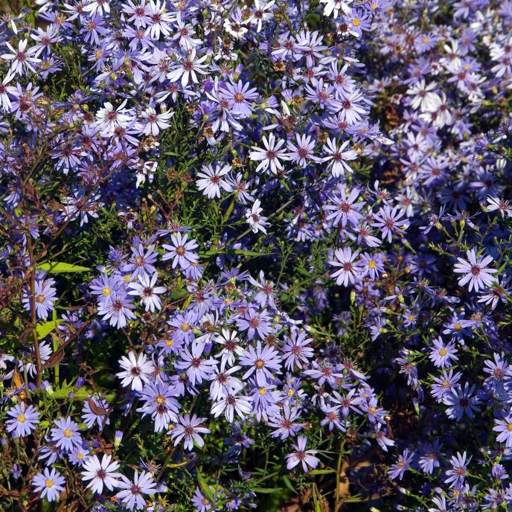 Aster cordifolius Little Carlow