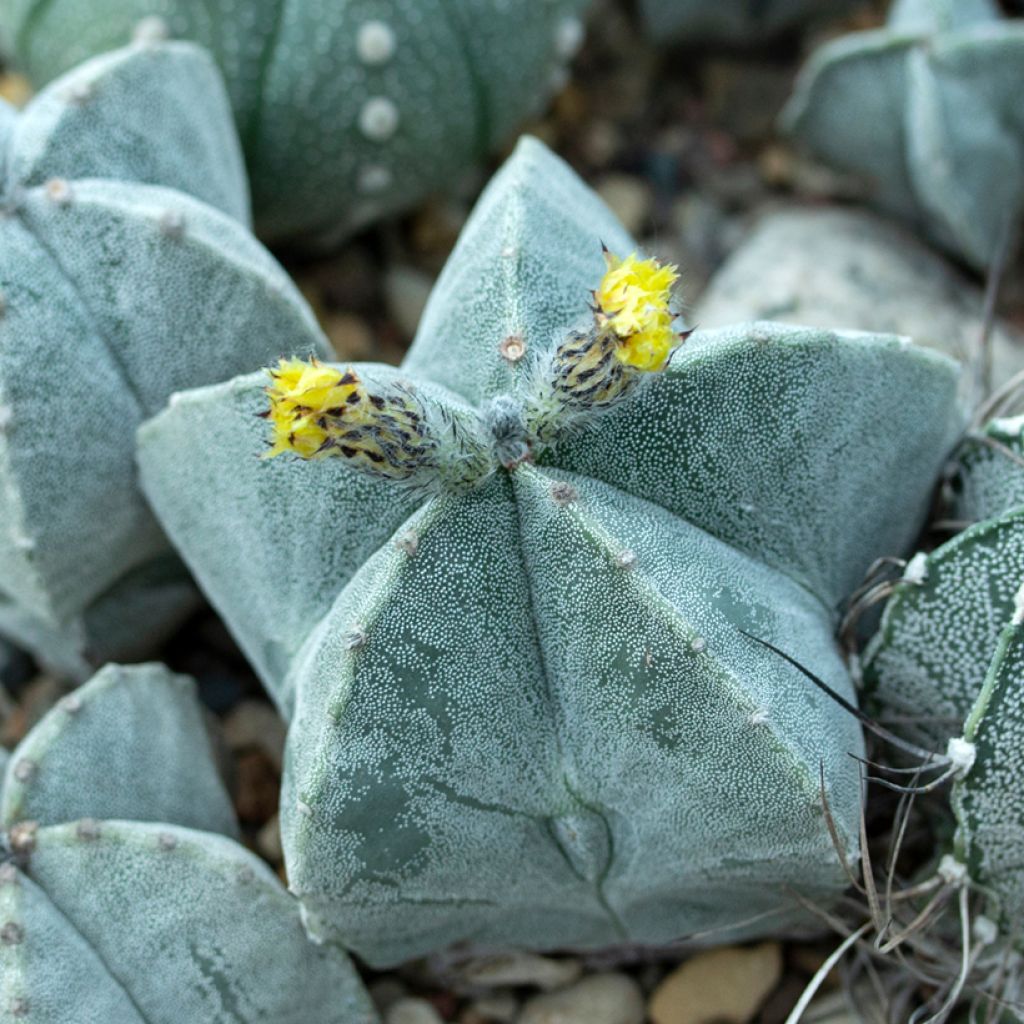 Astrophytum myriostigma - Berretta del vescovo