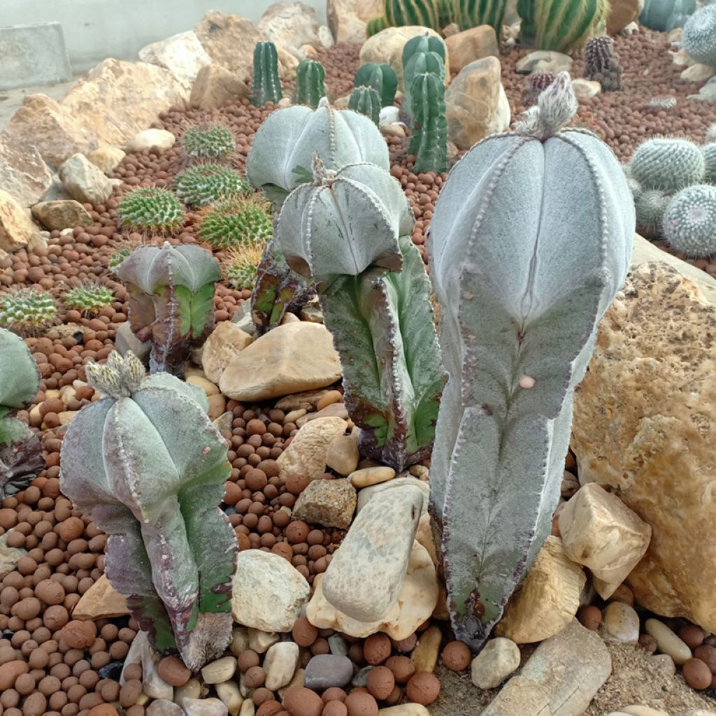 Astrophytum myriostigma - Berretta del vescovo