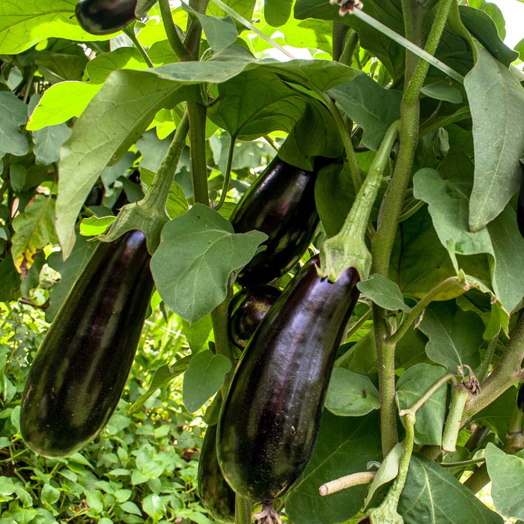 Melanzana Violette longue de Barbentane