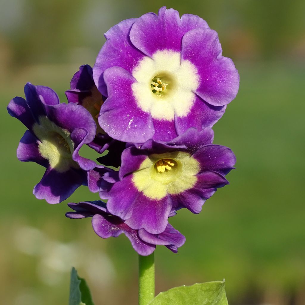 Auricule des jardins - Primula x pubescens