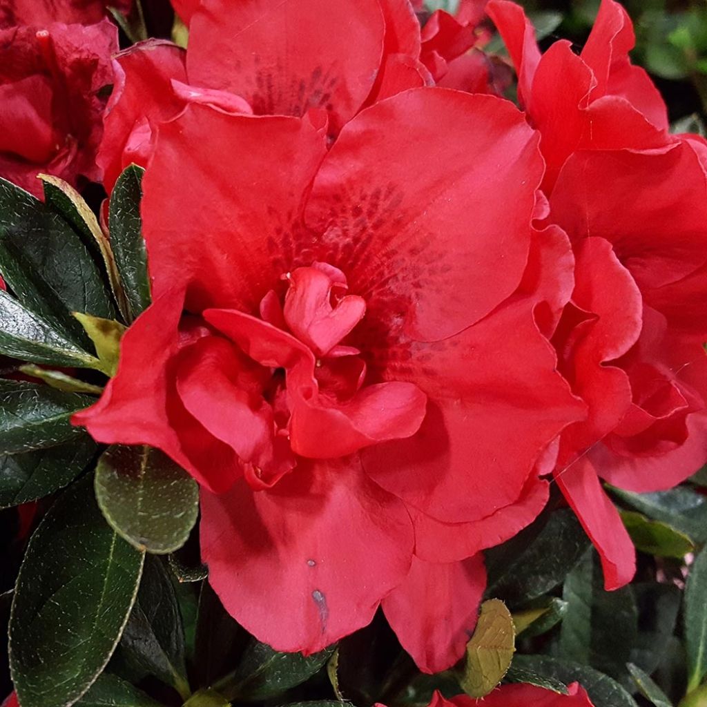 Azalée hybride ENCORE® Autumn Creach
