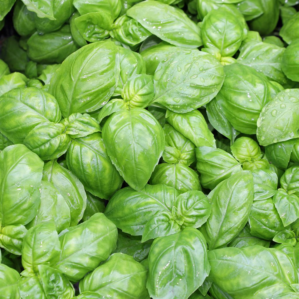 Basilico Genovese