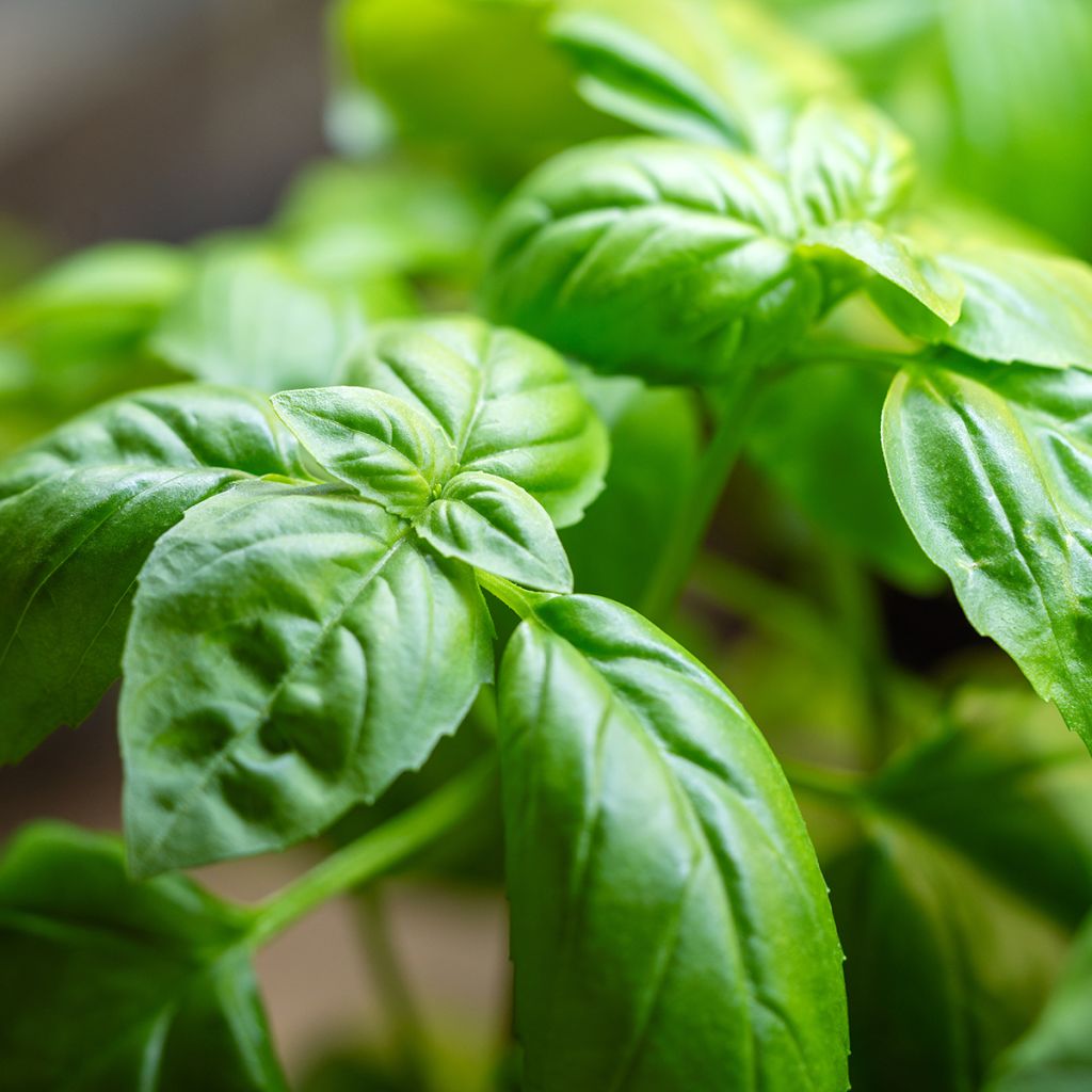 Basilico Genovese