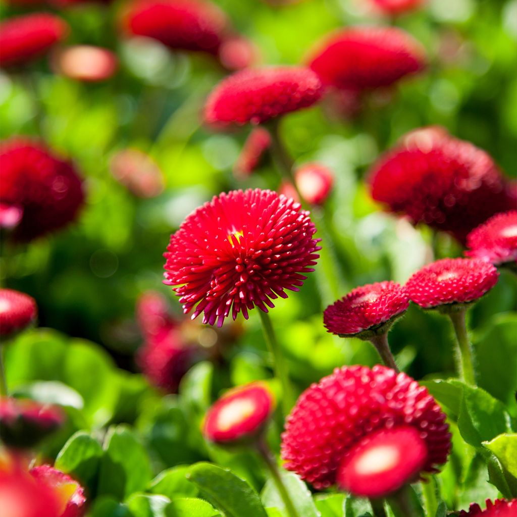 Bellis perennis Roode - Pâquerette rouge