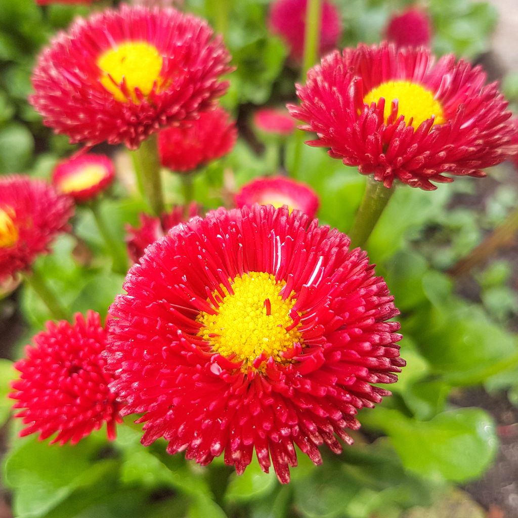 Bellis perennis Roode - Pâquerette rouge