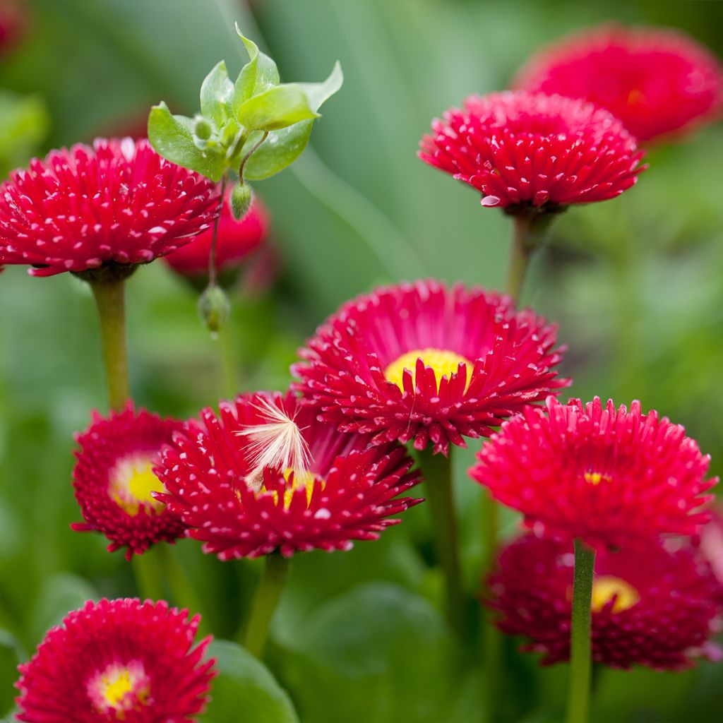 Bellis perennis Roode - Pâquerette rouge
