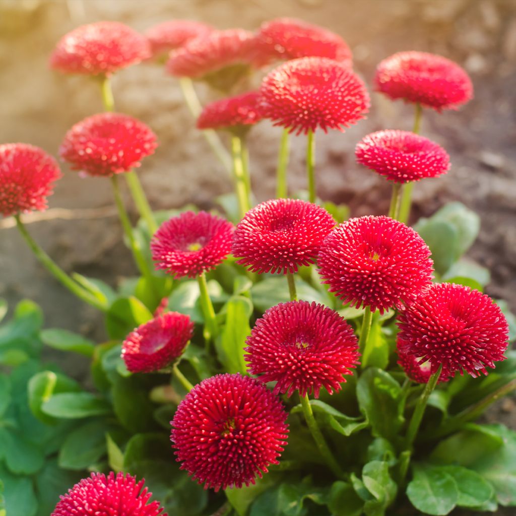 Bellis perennis Roode - Pâquerette rouge