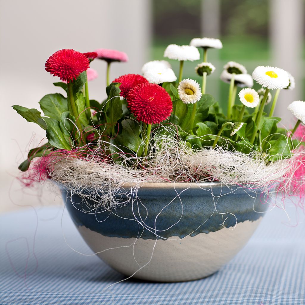 Bellis perennis Roode - Pâquerette rouge