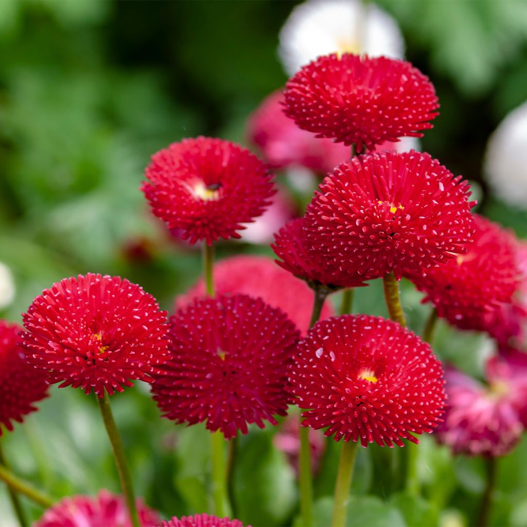 Bellis perennis Roode - Pâquerette rouge