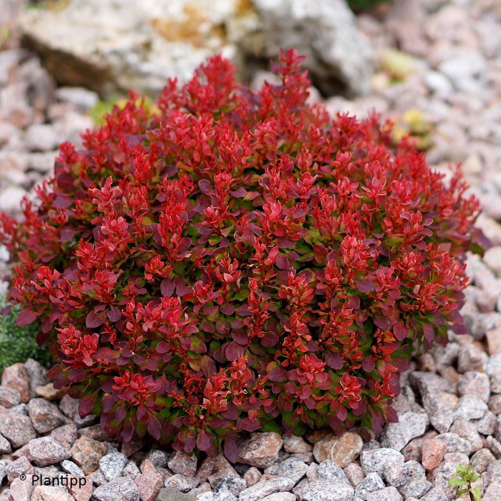 Berberis thunbergii Lutin Rouge - Epine-vinette naine