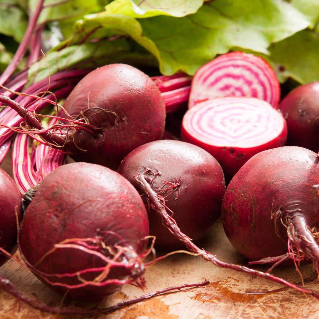 Barbabietola Chioggia