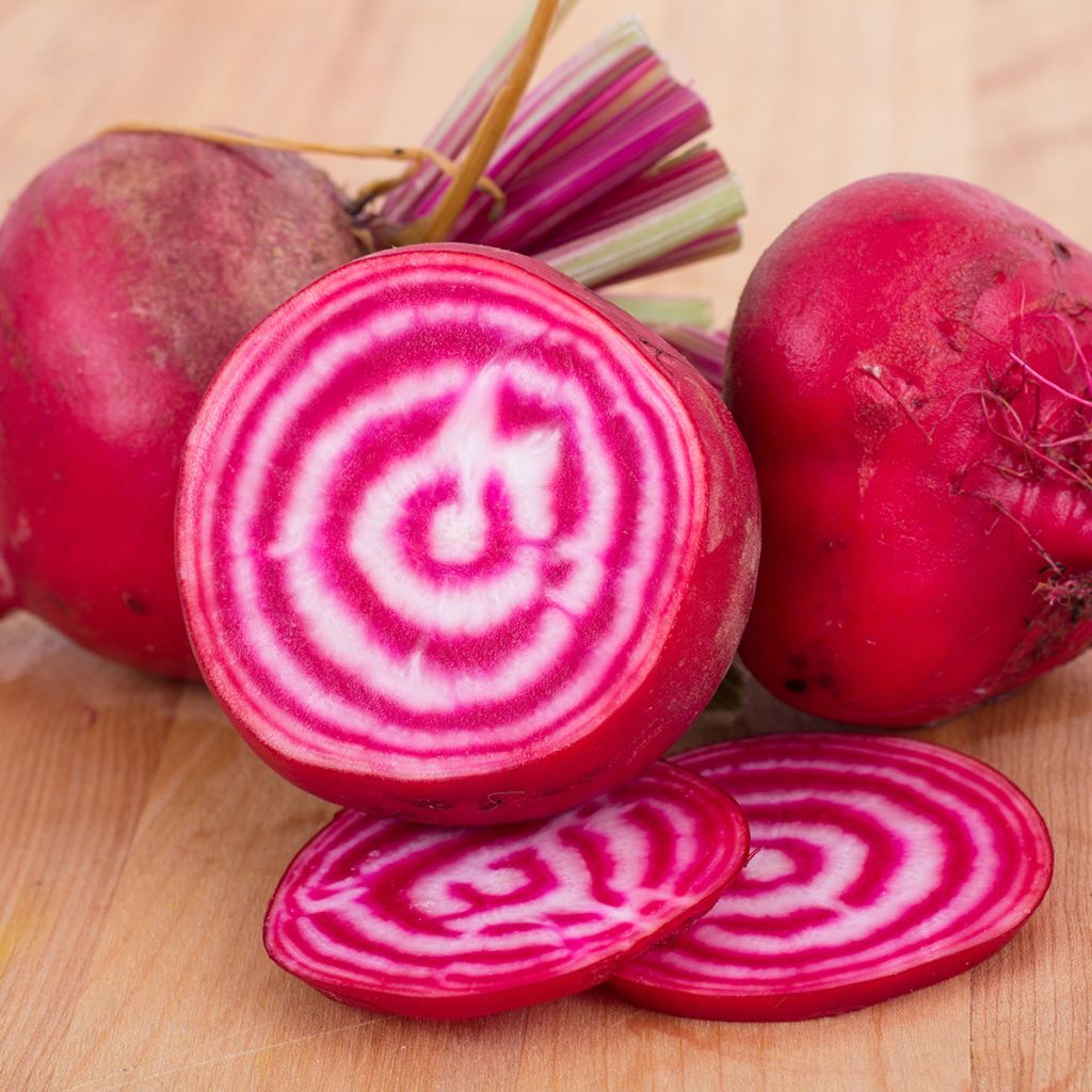 Barbabietola Chioggia