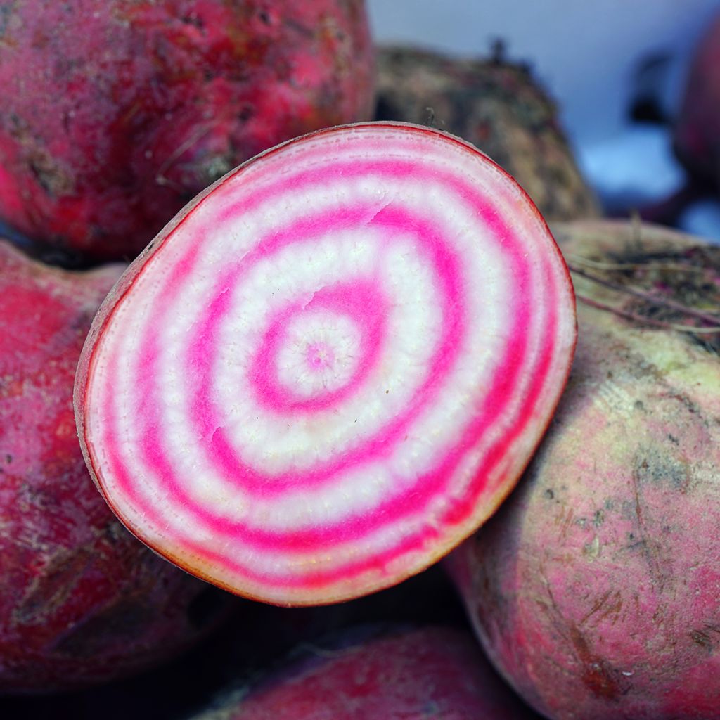 Barbabietola Chioggia