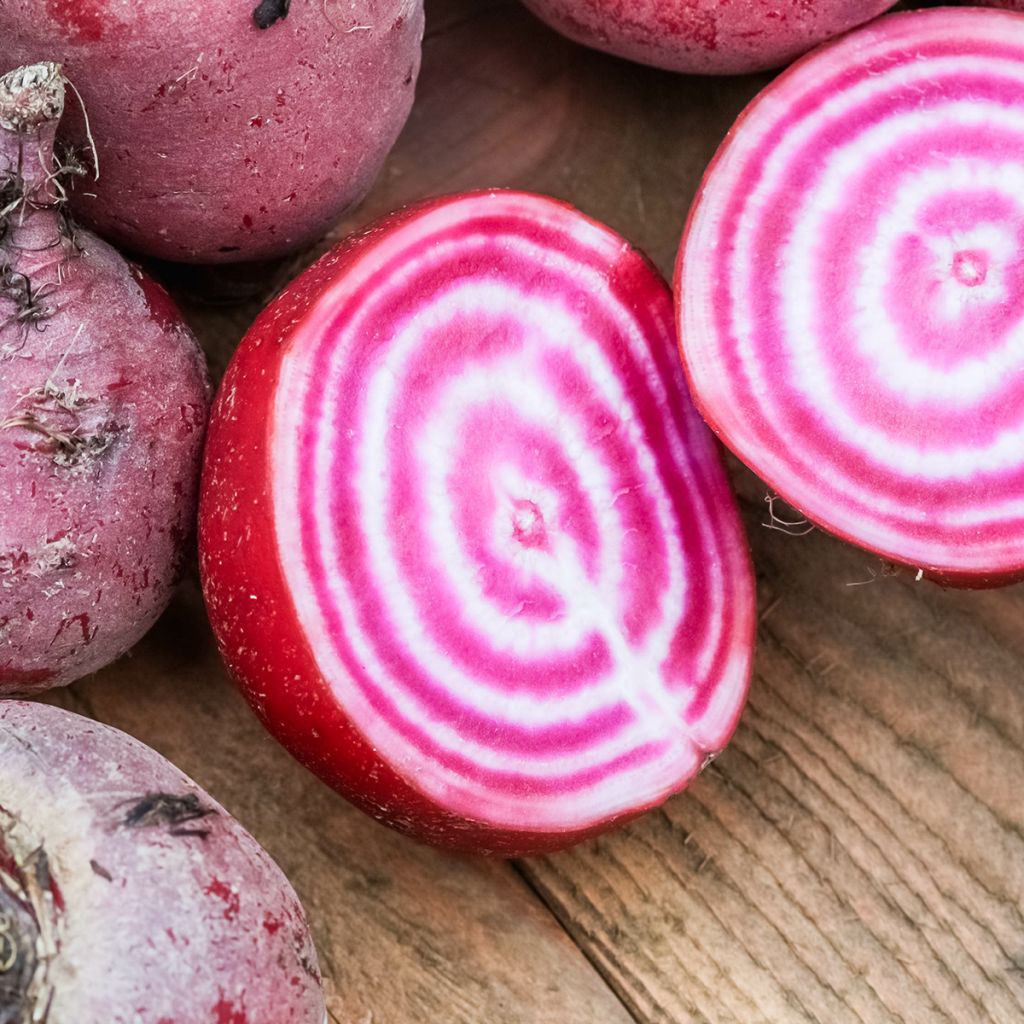 Barbabietola Chioggia