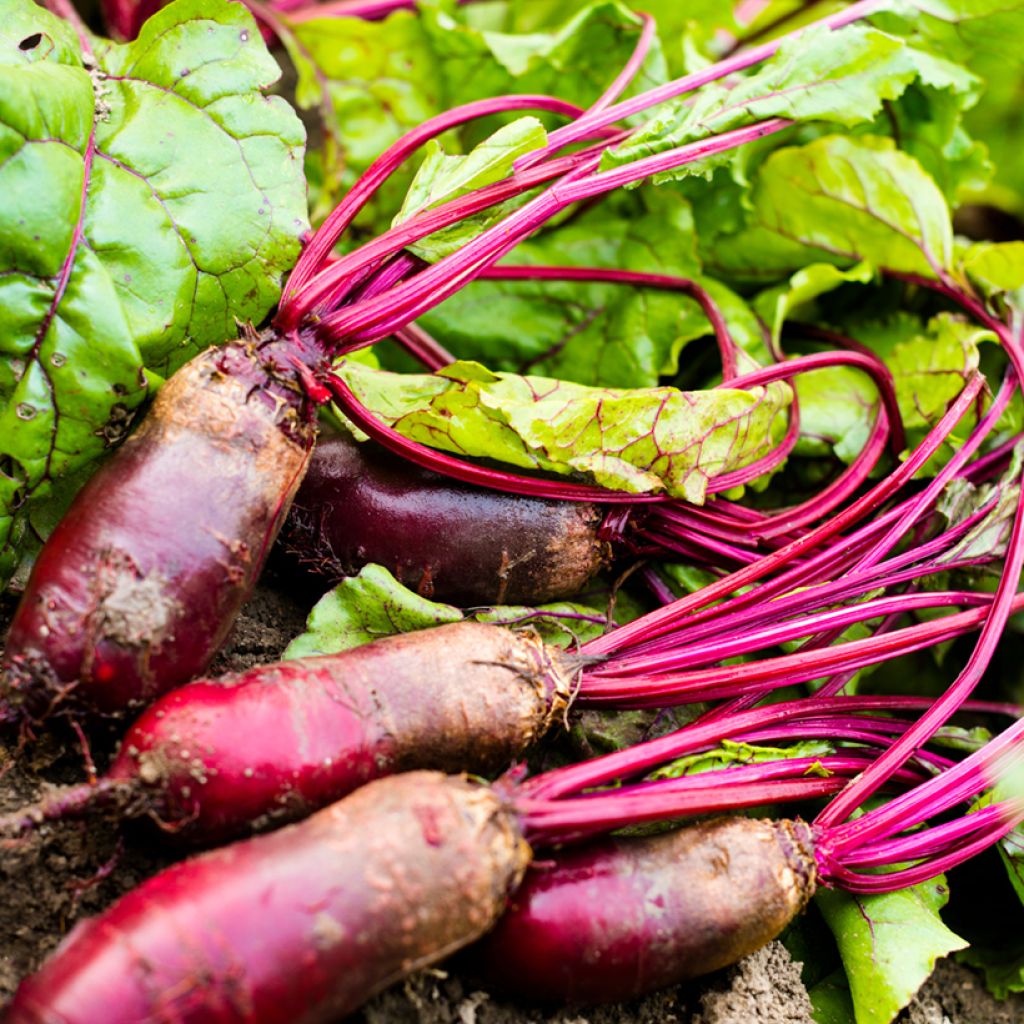 Betterave Forono Bio Graines - Beta vulgaris