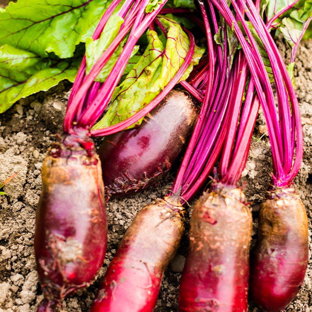 Betterave Forono Bio Graines - Beta vulgaris