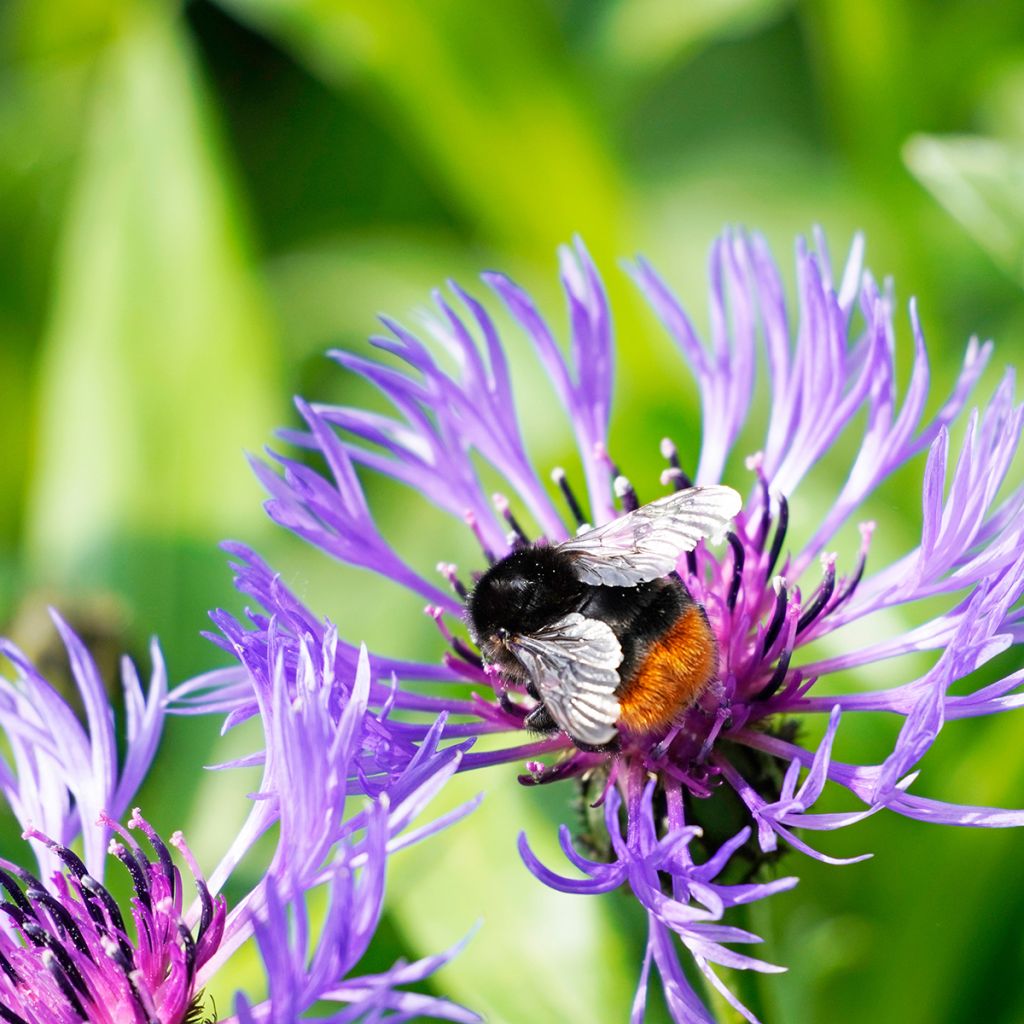 Centaurea montana - Fiordaliso montano